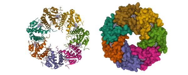 Human mitochondrial caseinolytic protease P (ClpP) in complex with the inhibitor ONC201. 3D cartoon and Gaussian surface models. chain id color scheme, PDB 6dl7, white background.