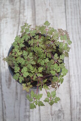 Bodziszek cuchnący Geranium robertianum fetid geranium herbs