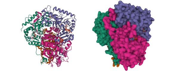 Lactate dehydrogenase with NADH. 3D cartoon and Gaussian surface models. chain id color scheme, PDB 5zjd, white background.