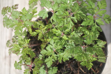 Bodziszek cuchnący Geranium robertianum fetid geranium herbs
