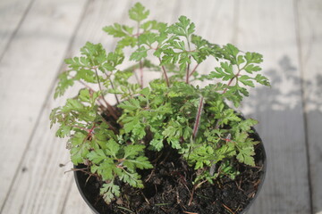 Bodziszek cuchnący Geranium robertianum fetid geranium herbs