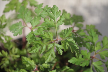 Bodziszek cuchnący Geranium robertianum fetid geranium herbs - obrazy, fototapety, plakaty