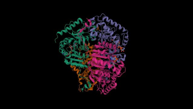 Lactate dehydrogenase with NADH. Animated 3D cartoon and Gaussian surface models. chain id color scheme, PDB 5zjd, black background.