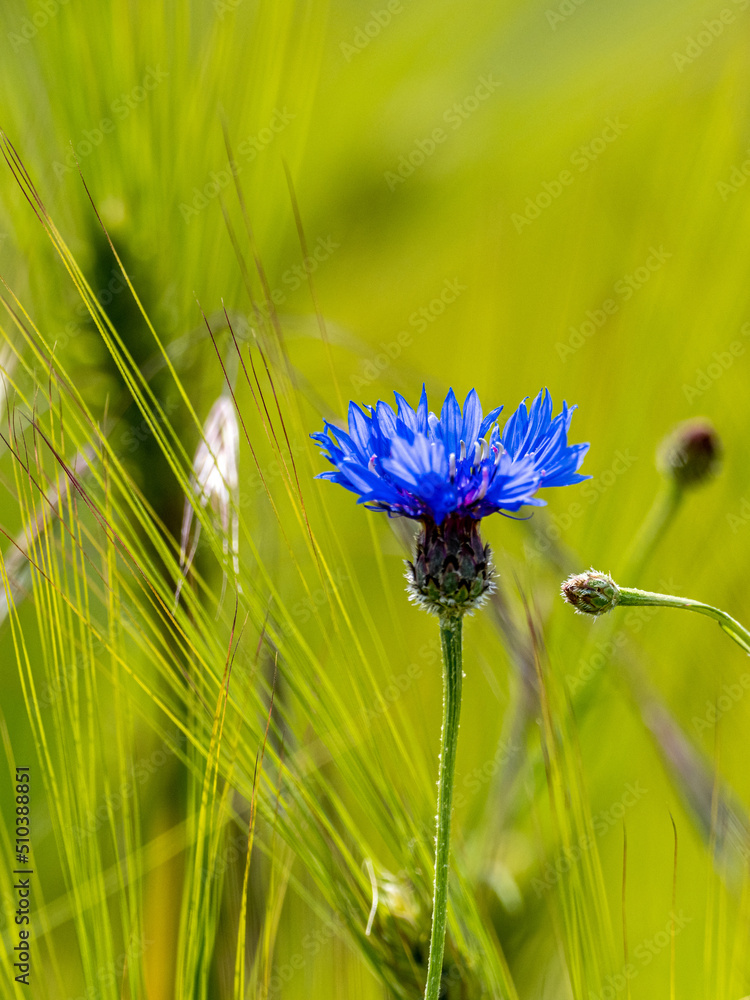 Poster Kornblume