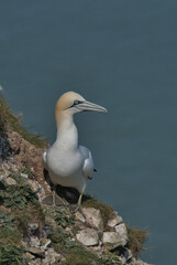 Northern Gannet perched on Bempton cliffs.