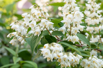 Blühende Deutzien (Deutzia) im Garten
