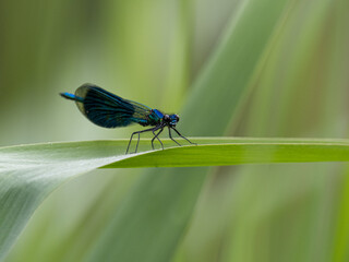 Libelle