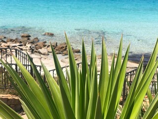 tree on the beach