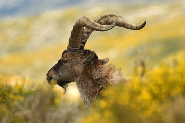 machos monteses en la sierra de gredos en primavera