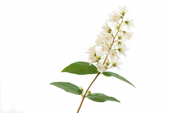 Bl&uuml;hende Deutzien (Deutzia), freigestellt