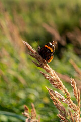 Fototapeta na wymiar A butterfly of the genus Admiral (Vanessa atalanta) perched on an ear of grass. 