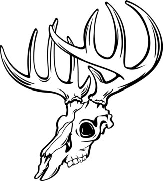 whitetail deer buck skull vector