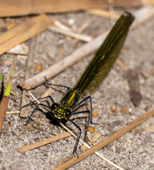 Libelle