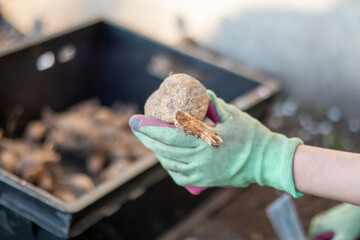 Planting a dahlia tuber in a spring flower garden. Working with plants in the garden. Gardening with flower tubers. Good roots of a dahlia plant. Hands of a gardener woman in a garden in gloves.