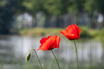 Obraz premium tre lungo il fiume