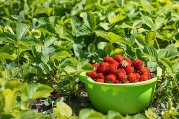 bowl full of ripe red fresh strawberries on plantation