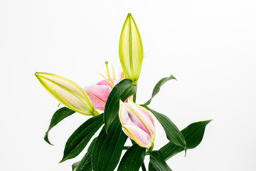 Lily Stargazer isolated in plain background, macro detailing, studio lighting. 