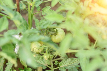 The green tomatoes bushes ,green tomatoes on tomato tree in greenhouse