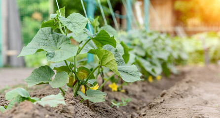 Growing cucumbers in the garden. The growth and blooming of greenhouse cucumbers