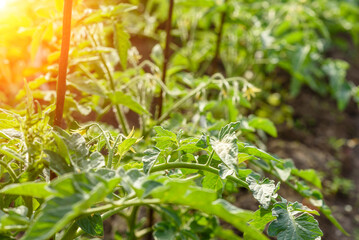 The green tomatoes bushes ,green tomatoes on tomato tree in greenhouse