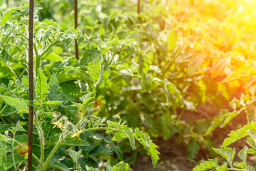 The green tomatoes bushes ,green tomatoes on tomato tree in greenhouse
