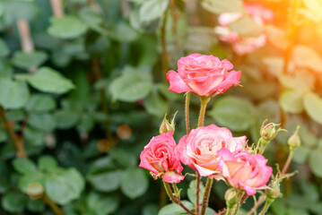 Pink rose flowers on the rose bush in the garden in summer