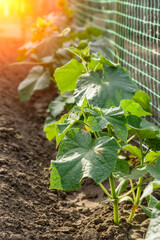 Growing cucumbers in the garden. The growth and blooming of greenhouse cucumbers