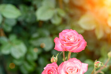 Pink rose flowers on the rose bush in the garden in summer