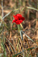 filed of red poppy flower with dew drops closeup