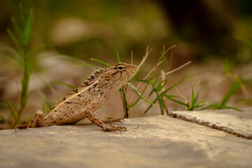 Chameleon in the grasses