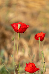 filed of red poppy flower with dew drops closeup