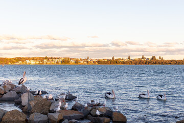 Fototapeta na wymiar seagulls and pelicans on the rocks at the lake
