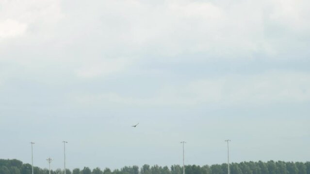 Long shot, bird flying in the sky over the airport. Airport airfield in Amsterdam on a hot summer day