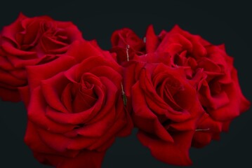 Bouquet of red roses on a black background. Abstraction. Card.