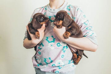 Two adorable puppies in the hands of a child. Dachshund puppies. Pet love.