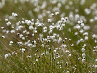 Fototapeta premium Moorwollgrass