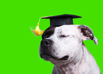 Obraz premium a cheerful dog in clothes. Dog Master of Science graduate with glasses, business look