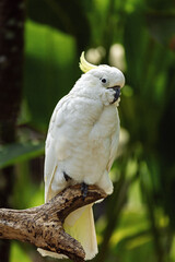 Large white, yellow-crested cockatoo on a branch. Green background.