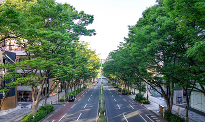 朝日に輝く表参道の欅並木（渋谷区神宮前）