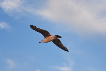 Ostsee - Polen - Wasser - Vögel - Holzstämme - Strand