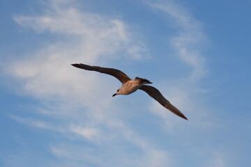 Ostsee - Polen - Wasser - Vögel - Holzstämme - Strand