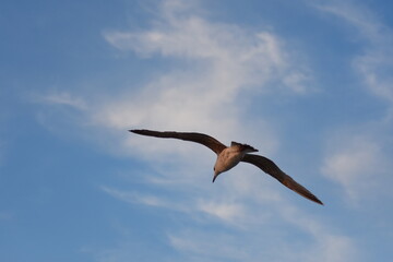 Ostsee - Polen - Wasser - Vögel - Holzstämme - Strand