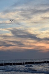 Ostsee - Polen - Möven - Wasser - Strand