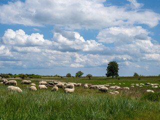 Schaf
