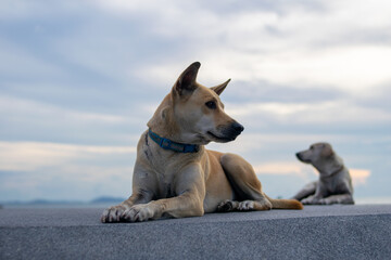 two sad dogs sitting on the floor with clear sky