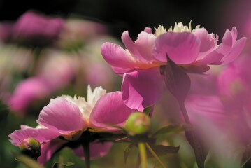 Pink peony