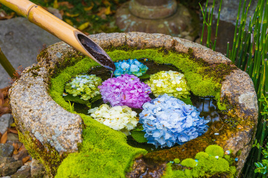 手水鉢の紫陽花