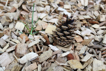 Close snapshot of a pine cone on a wopden sawdust
