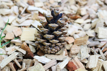 Close snapshot of a pine cone on a wopden sawdust
