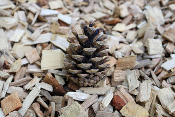 Close snapshot of a pine cone on a wopden sawdust
